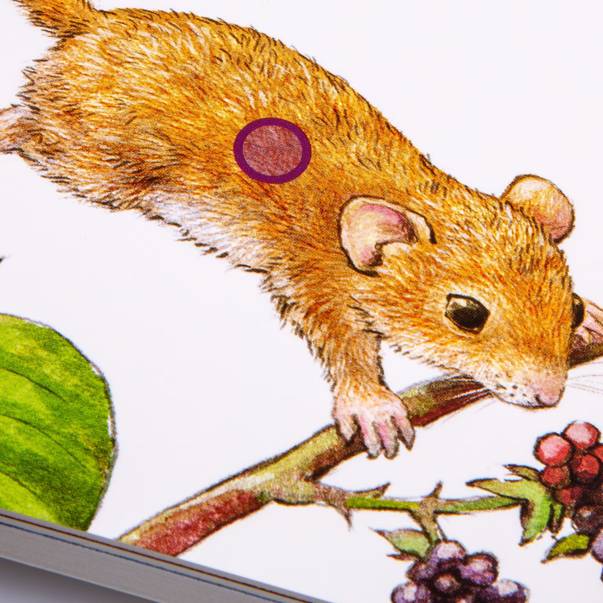 Hör mal: Im Wald - Jamouz