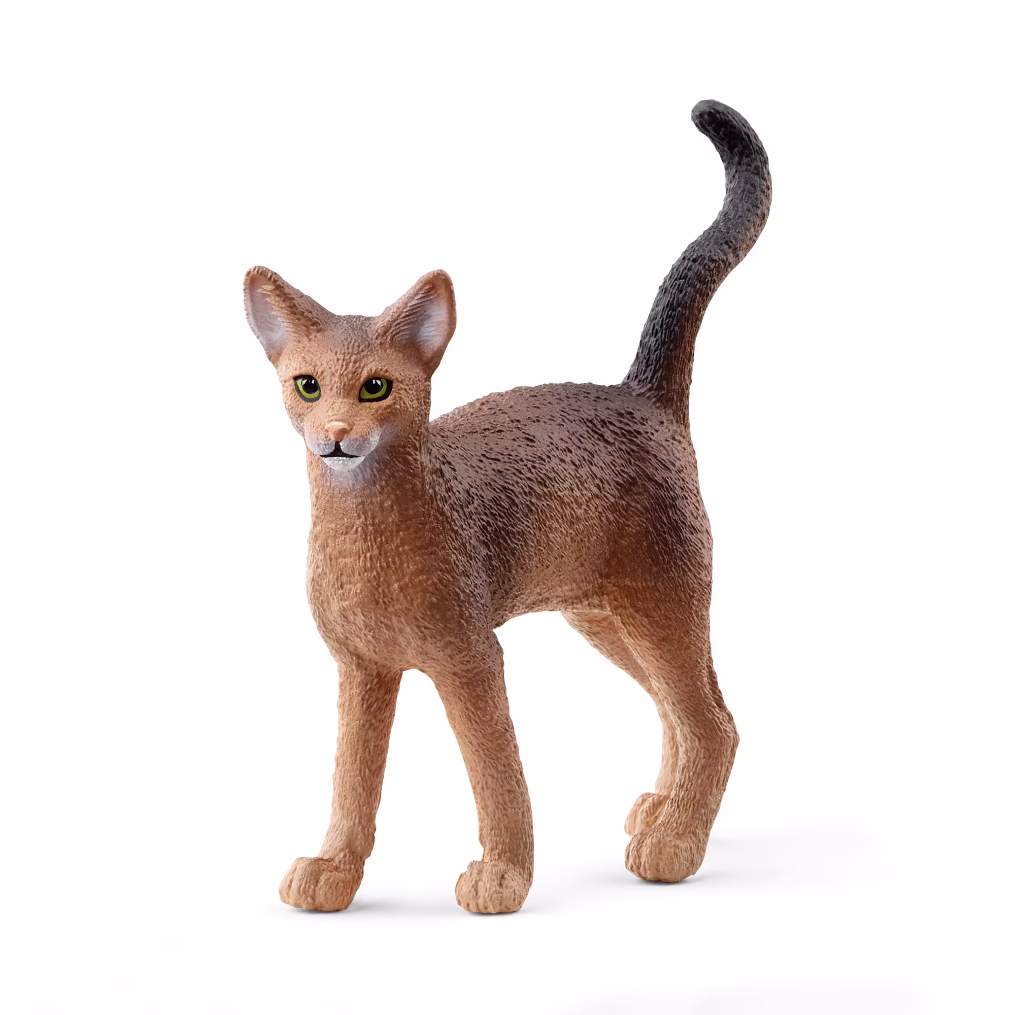 Abessinierkatze - Jamouz