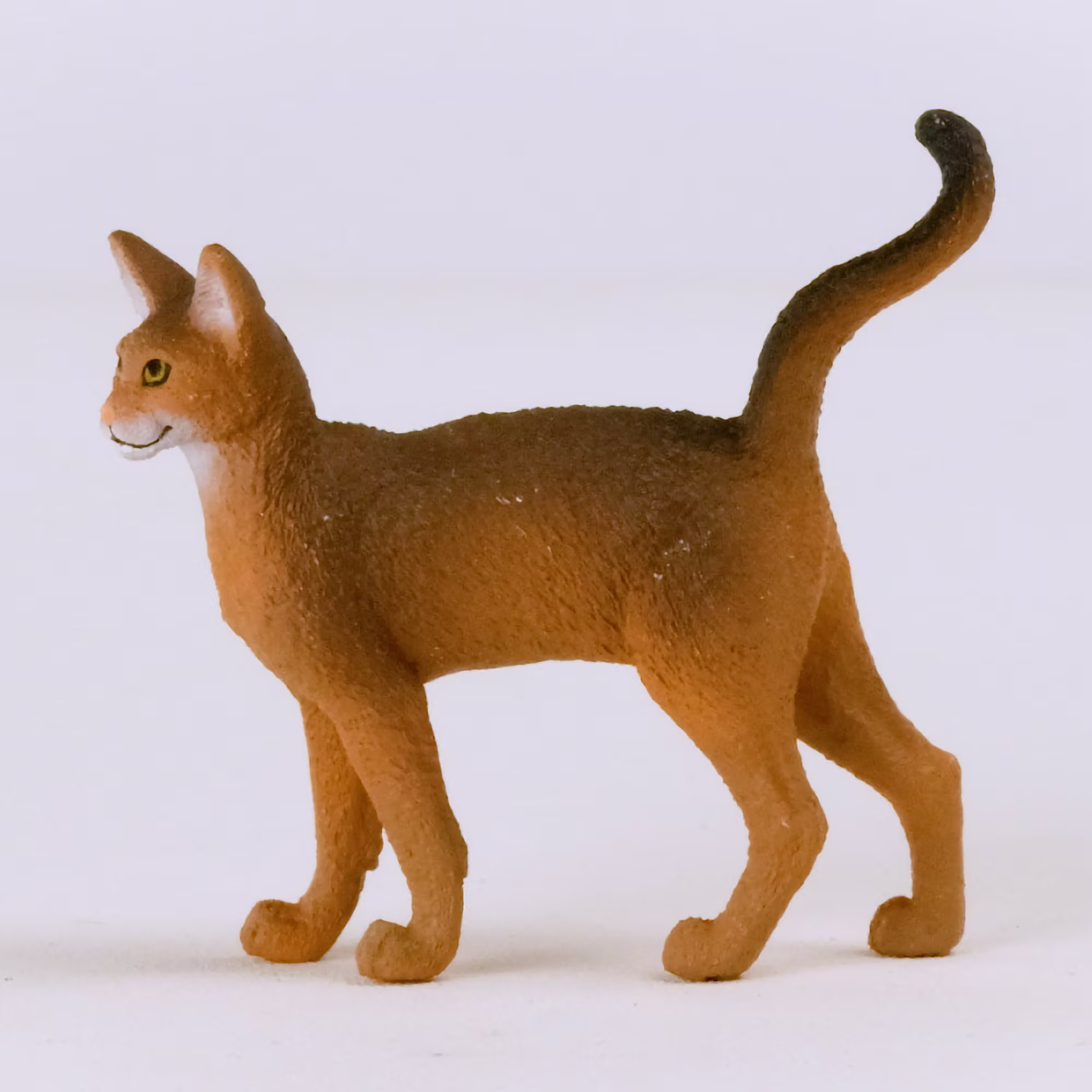 Abessinierkatze - Jamouz