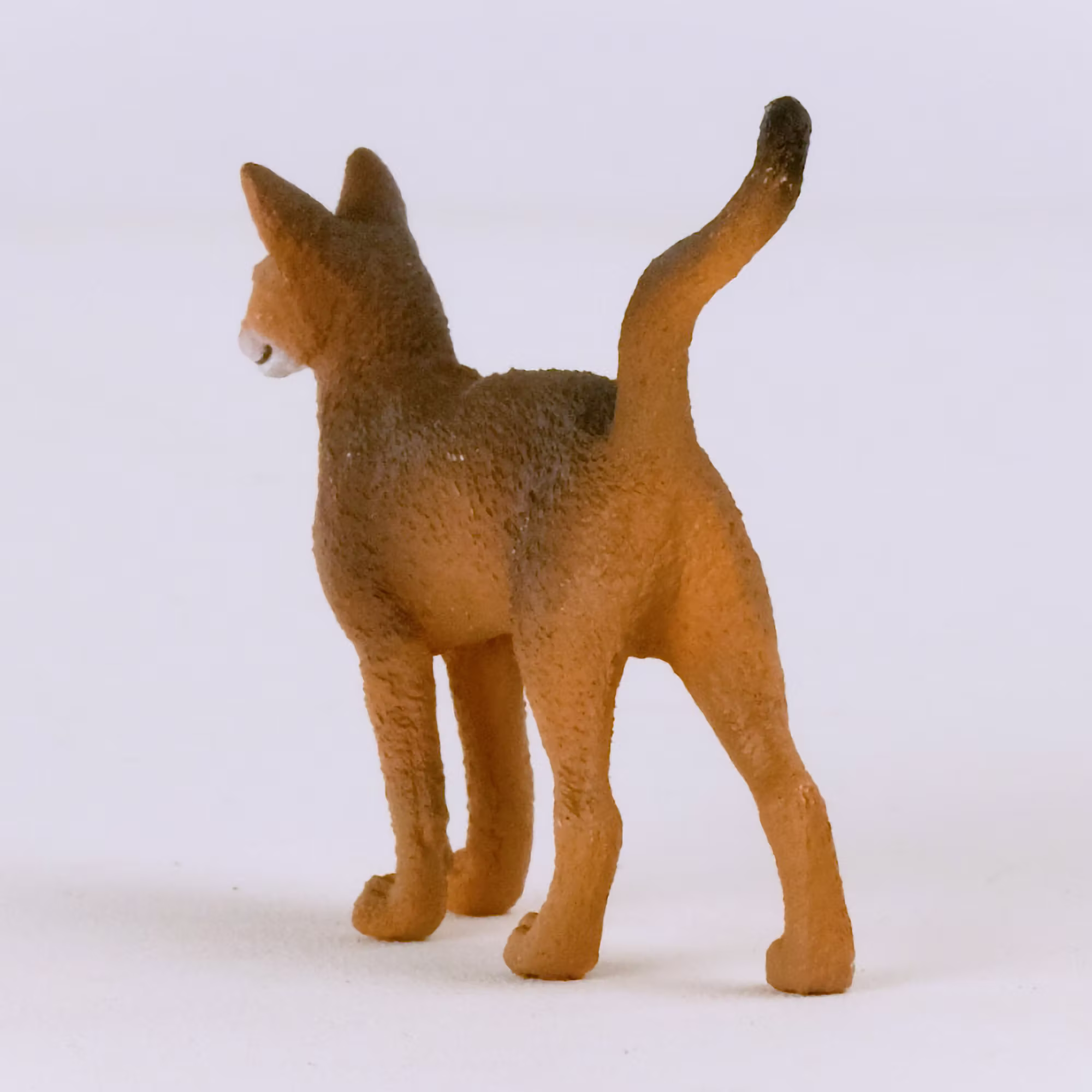 Abessinierkatze - Jamouz