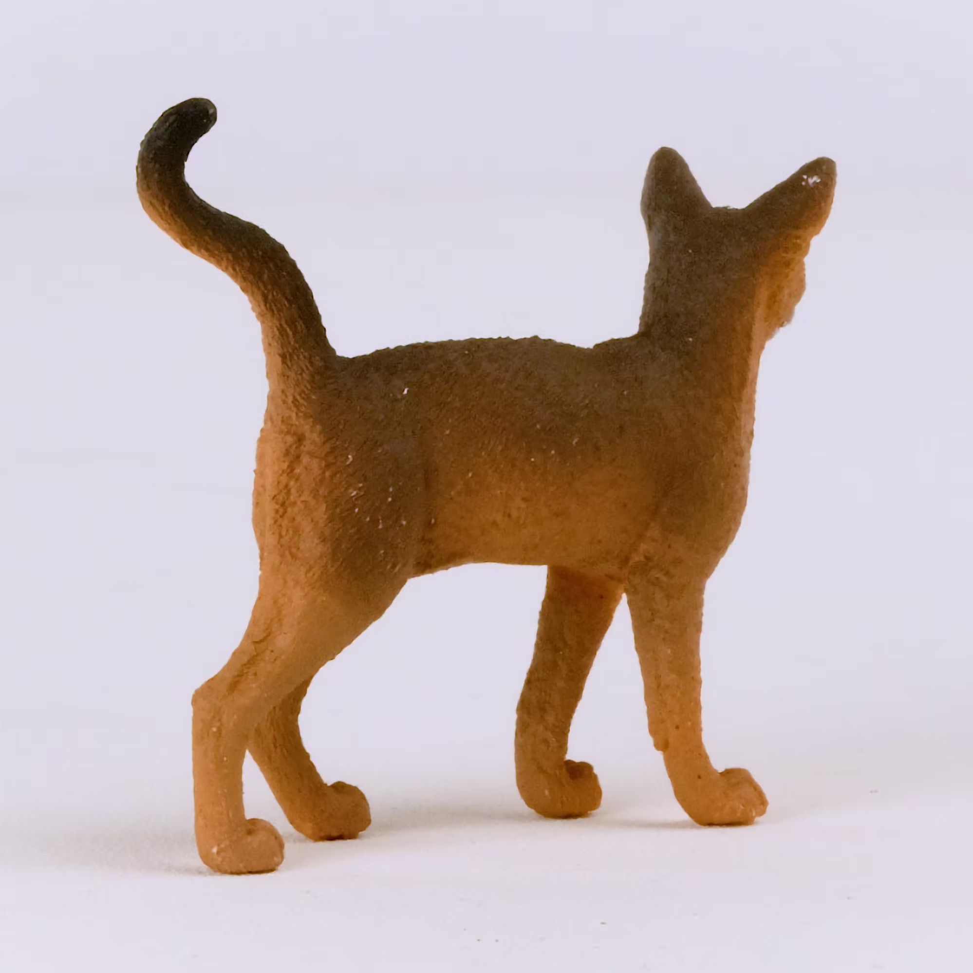 Abessinierkatze - Jamouz