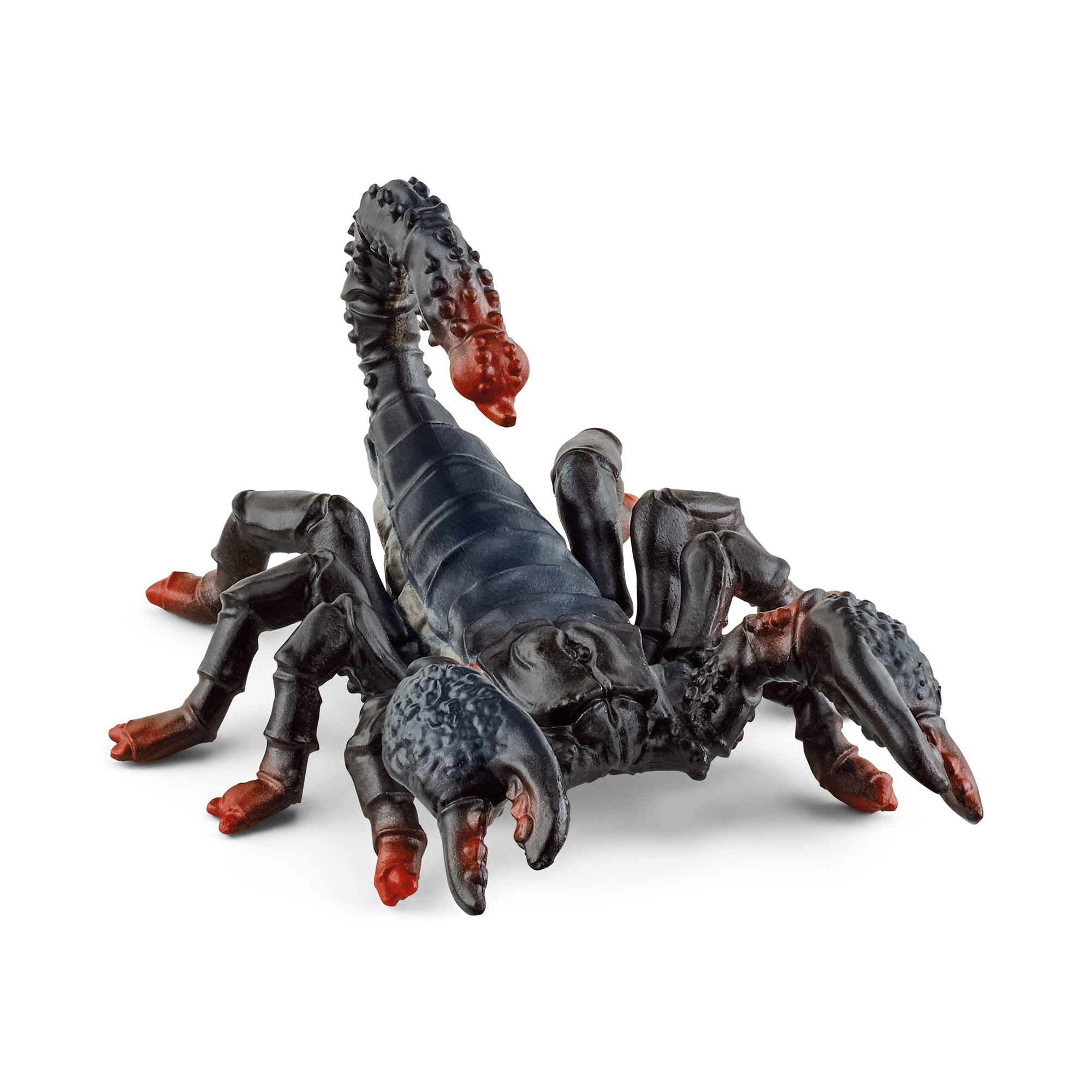 Kaiserskorpion - Jamouz