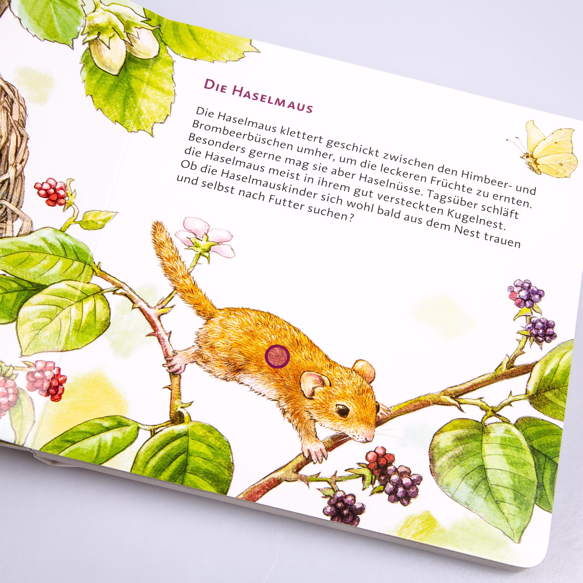 Hör mal: Im Wald - Jamouz