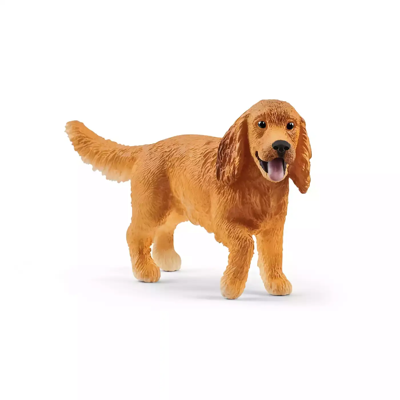 Englischer Cocker Spaniel - Jamouz