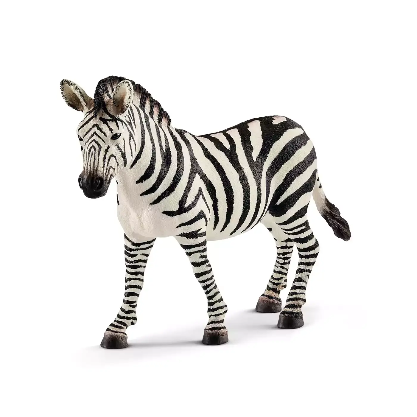 Zebra Stute - Jamouz