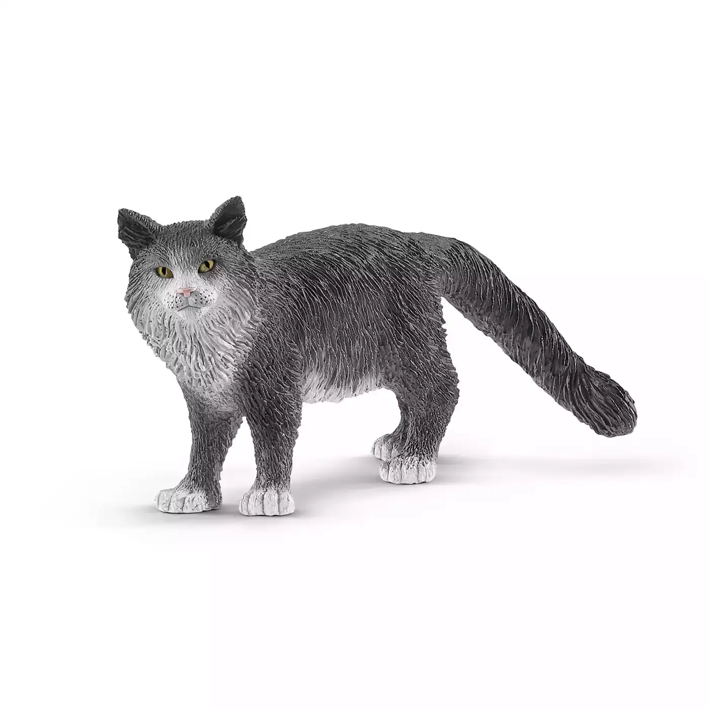 Maine-Coon-Katze - Jamouz