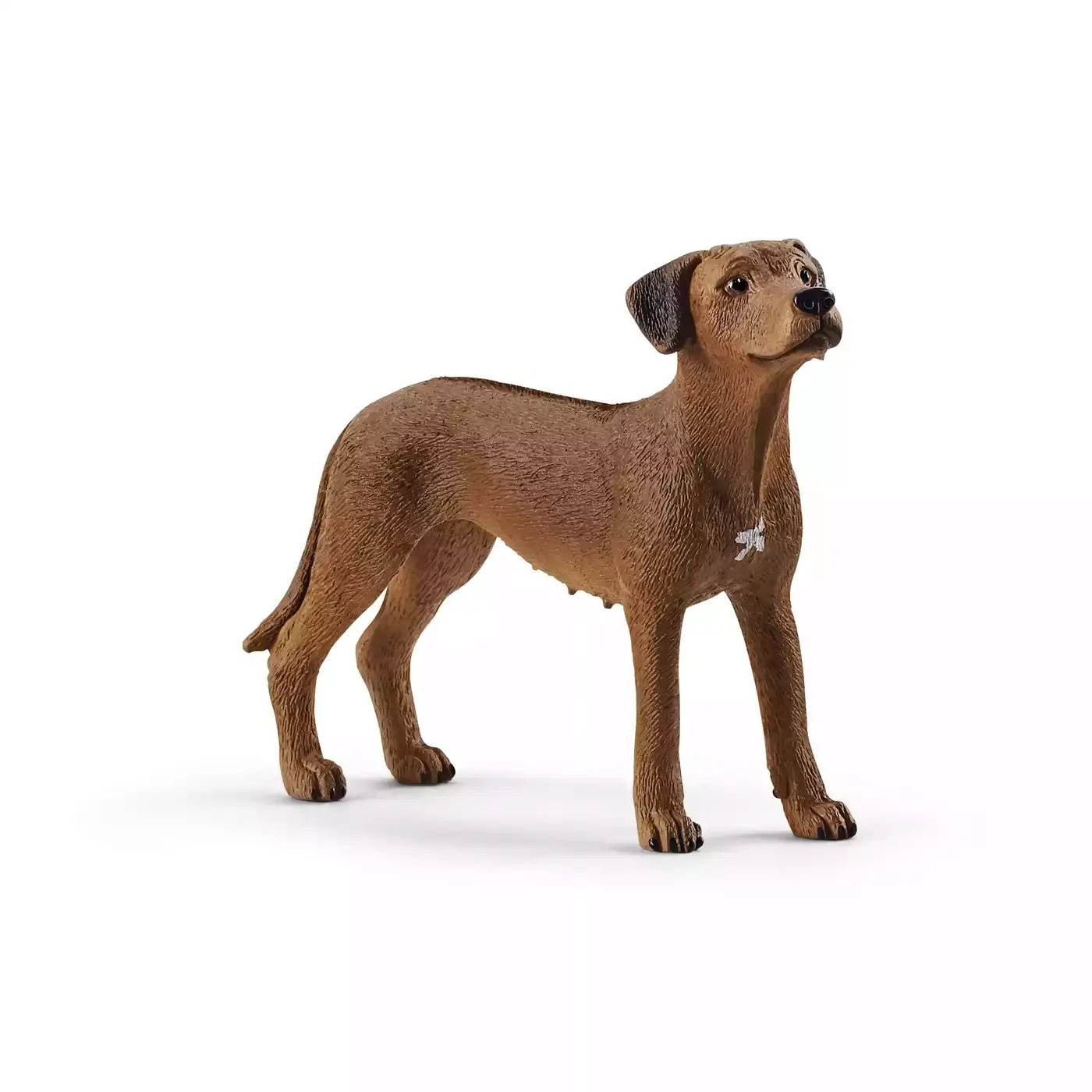 Rhodesian Ridgeback - Jamouz