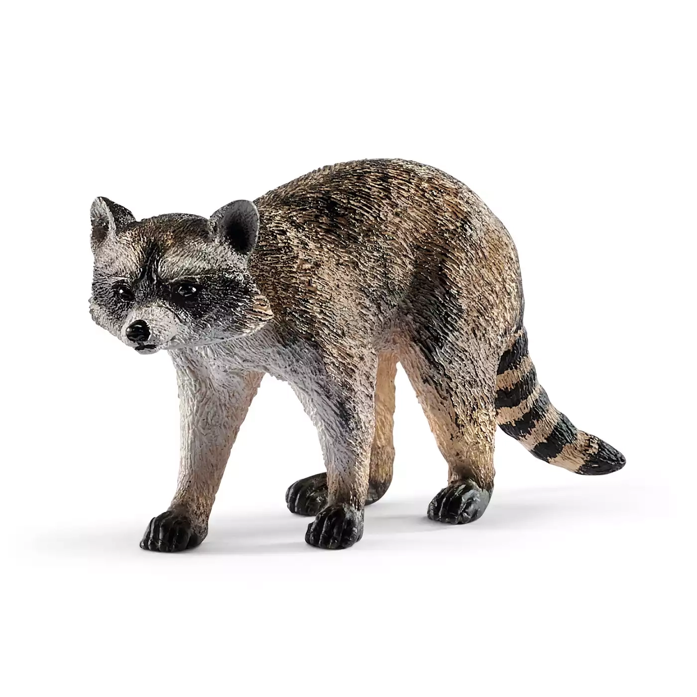 Waschbär - Jamouz