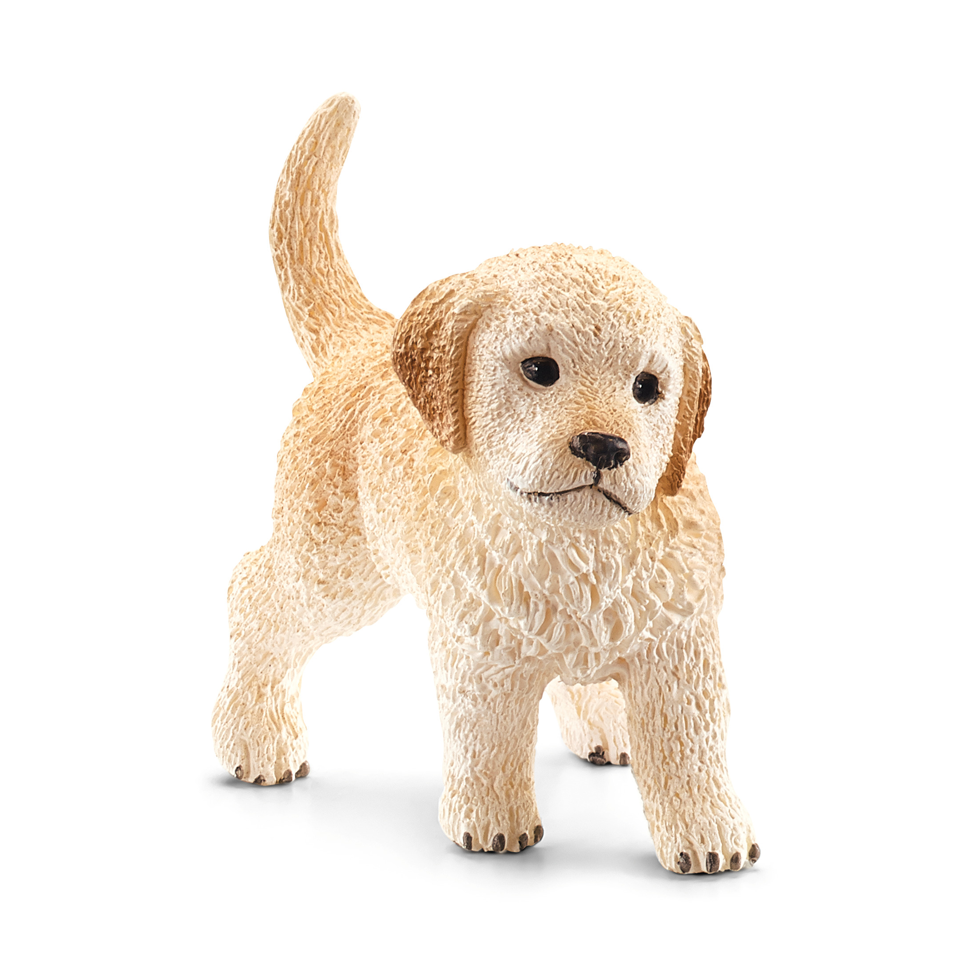 Golden Retriever Welpe - Jamouz