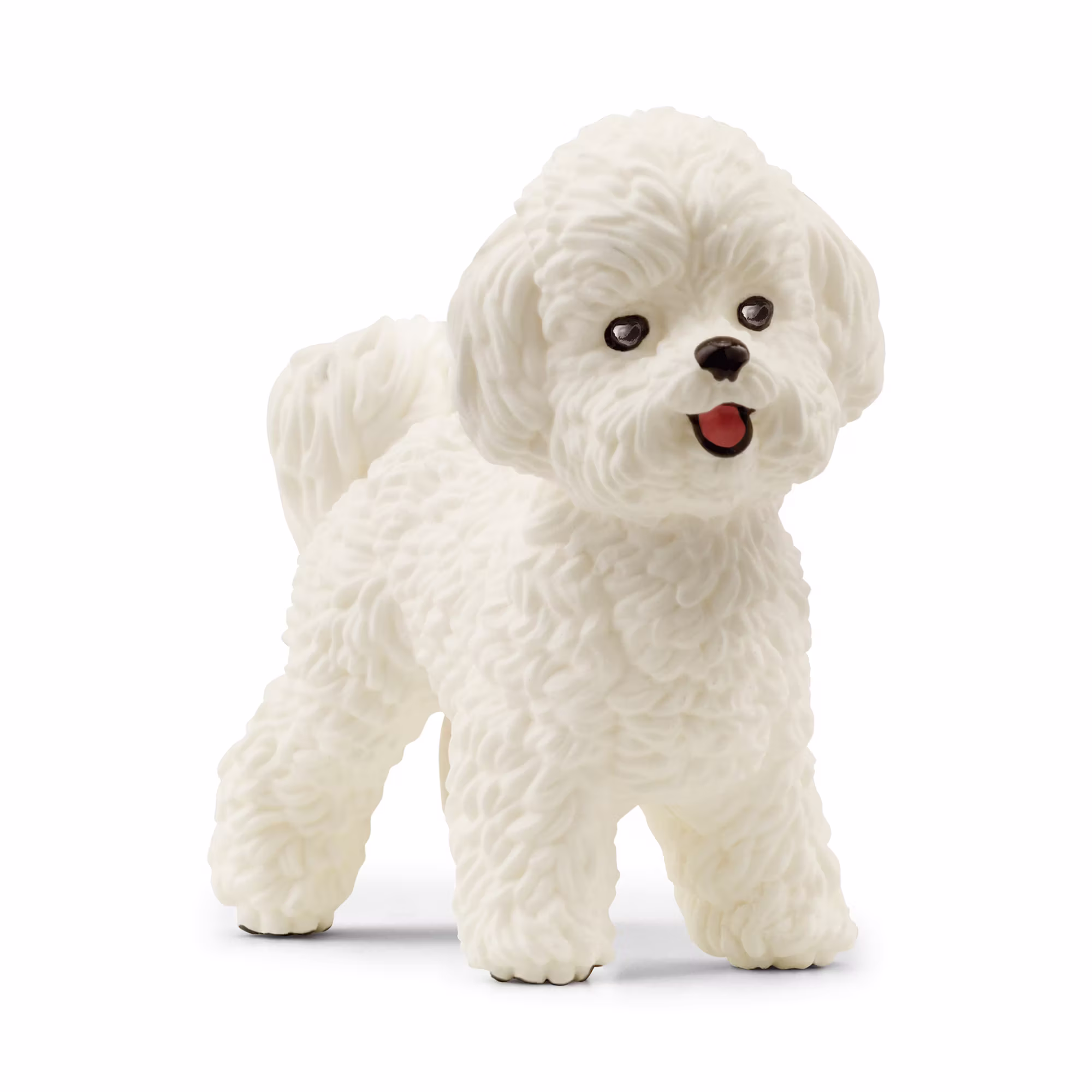 Bichon Frisé - Jamouz