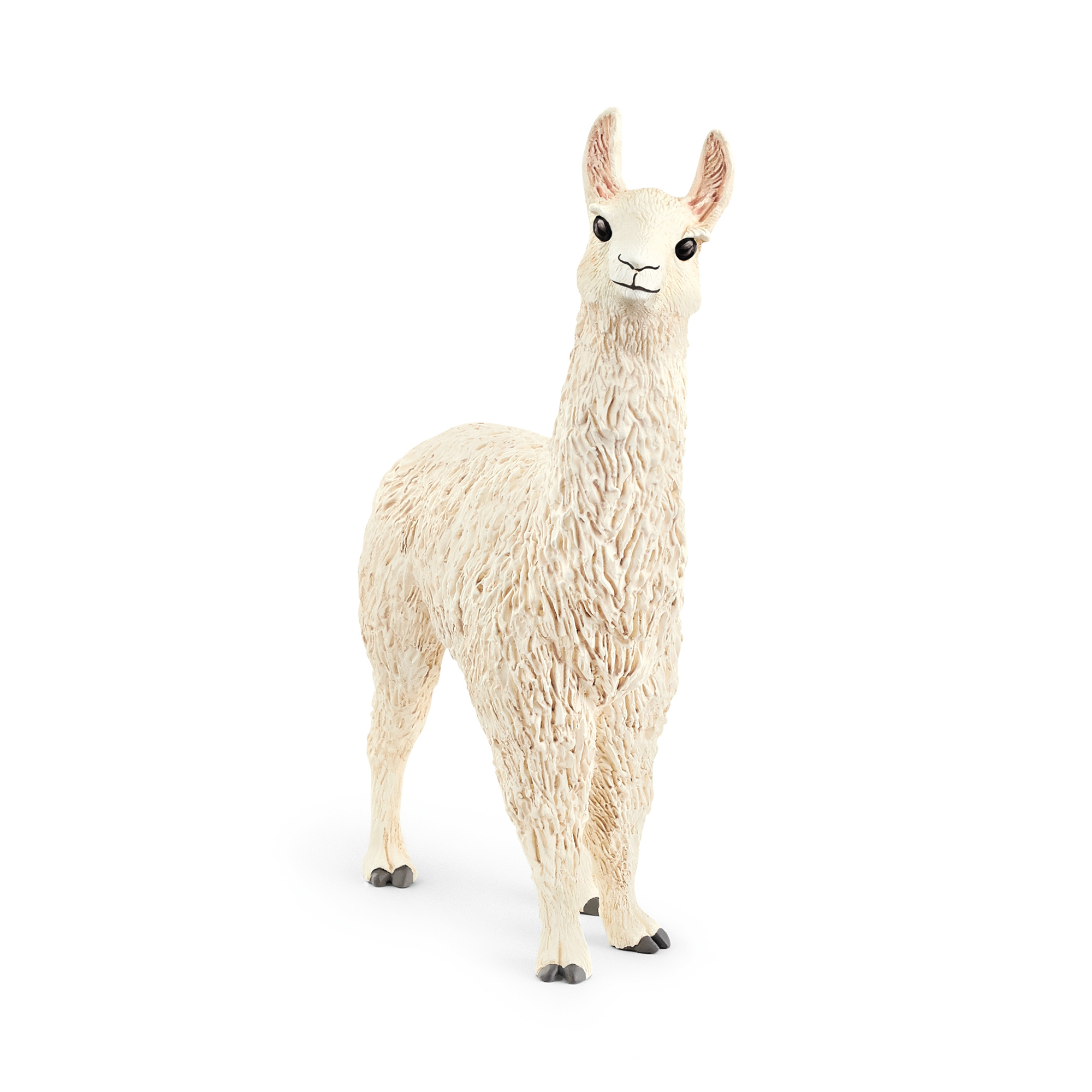 Lama - Jamouz