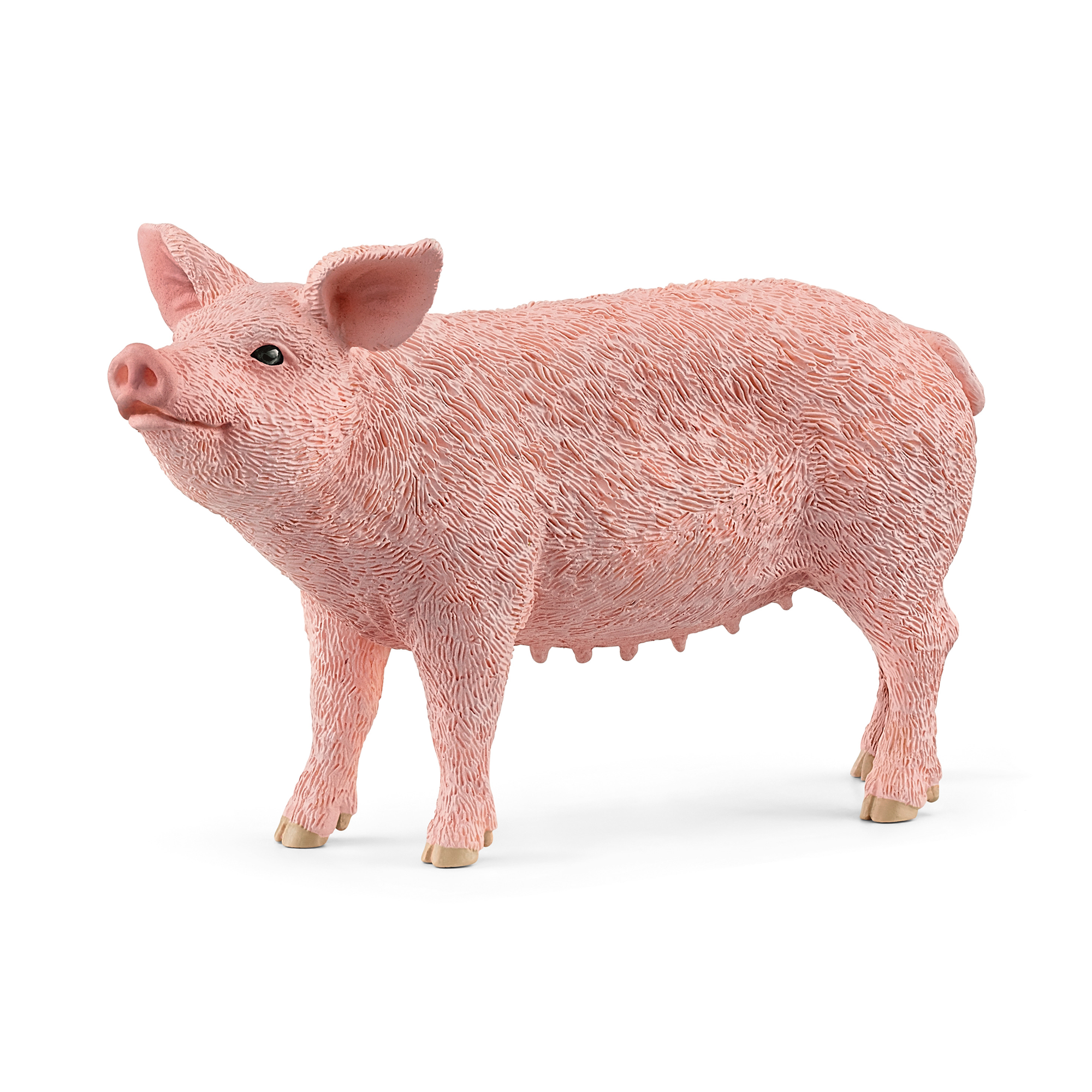 Schwein - Jamouz