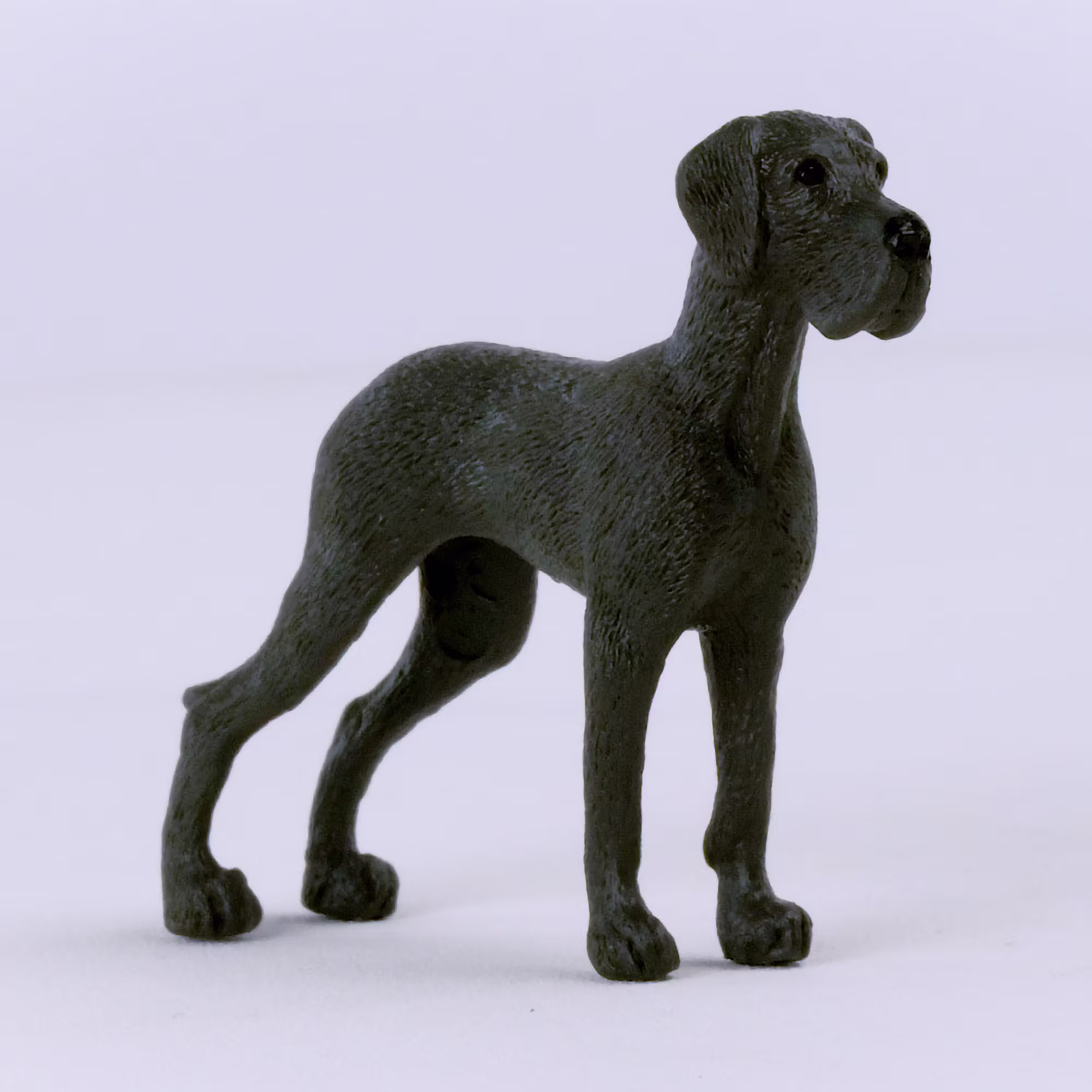 Dänische Dogge - Jamouz
