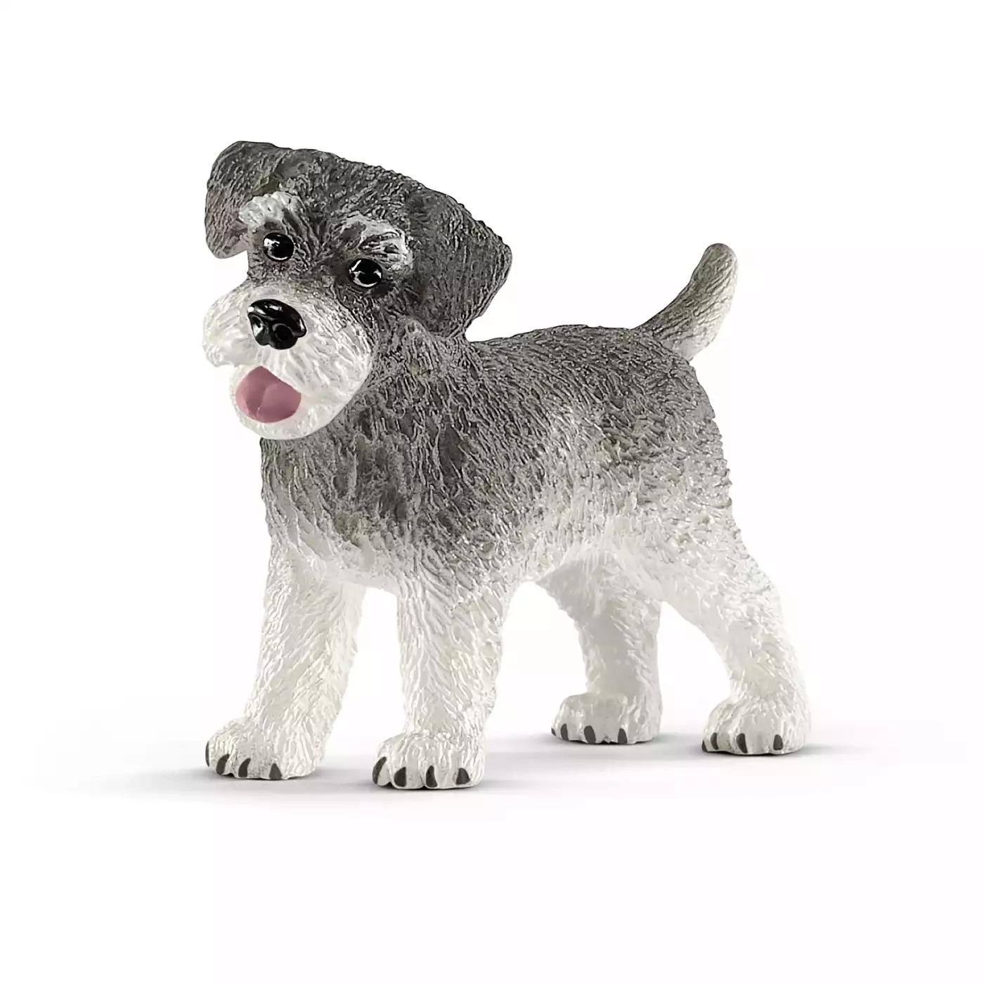 Zwergschnauzer - Jamouz