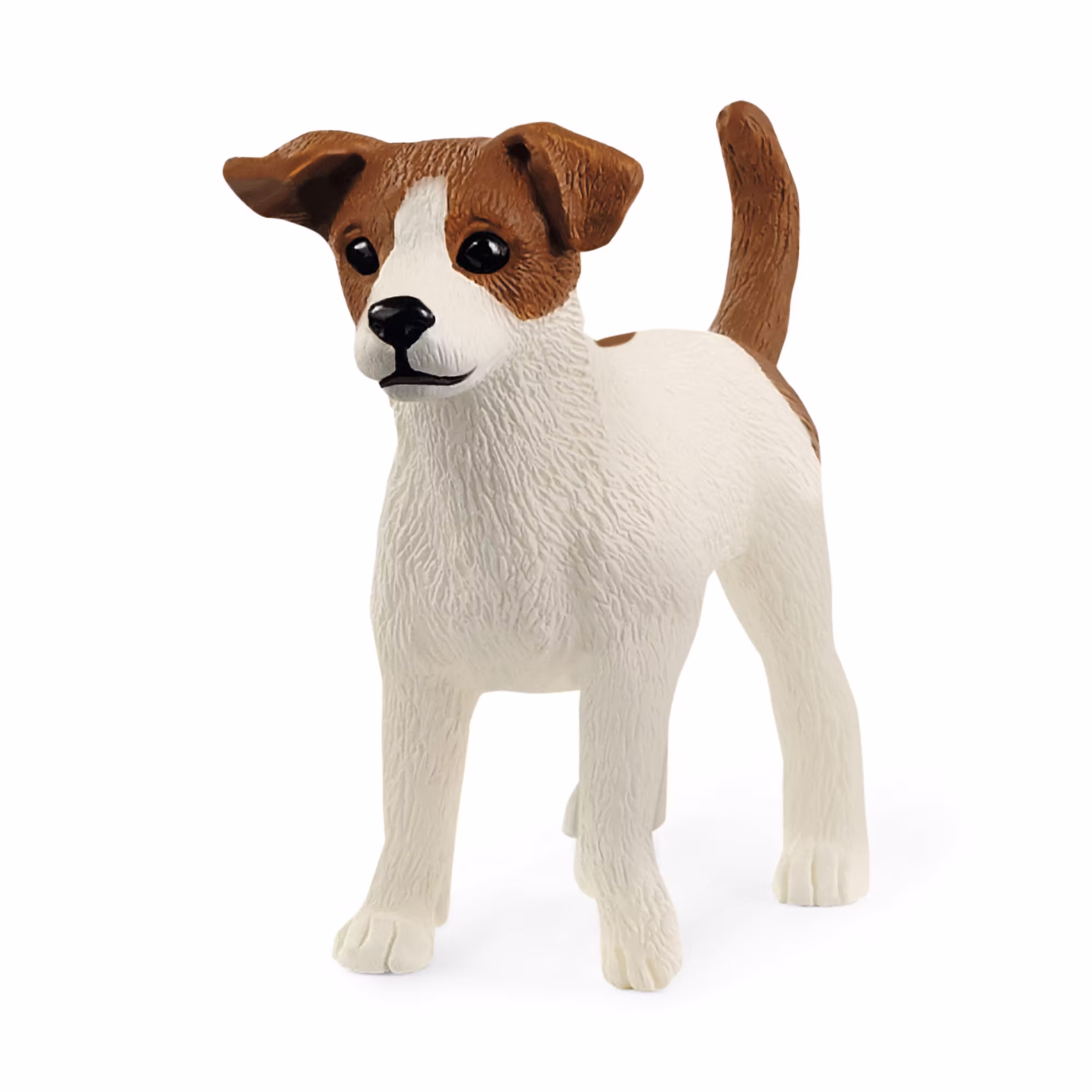 Jack Russell Terrier - Jamouz