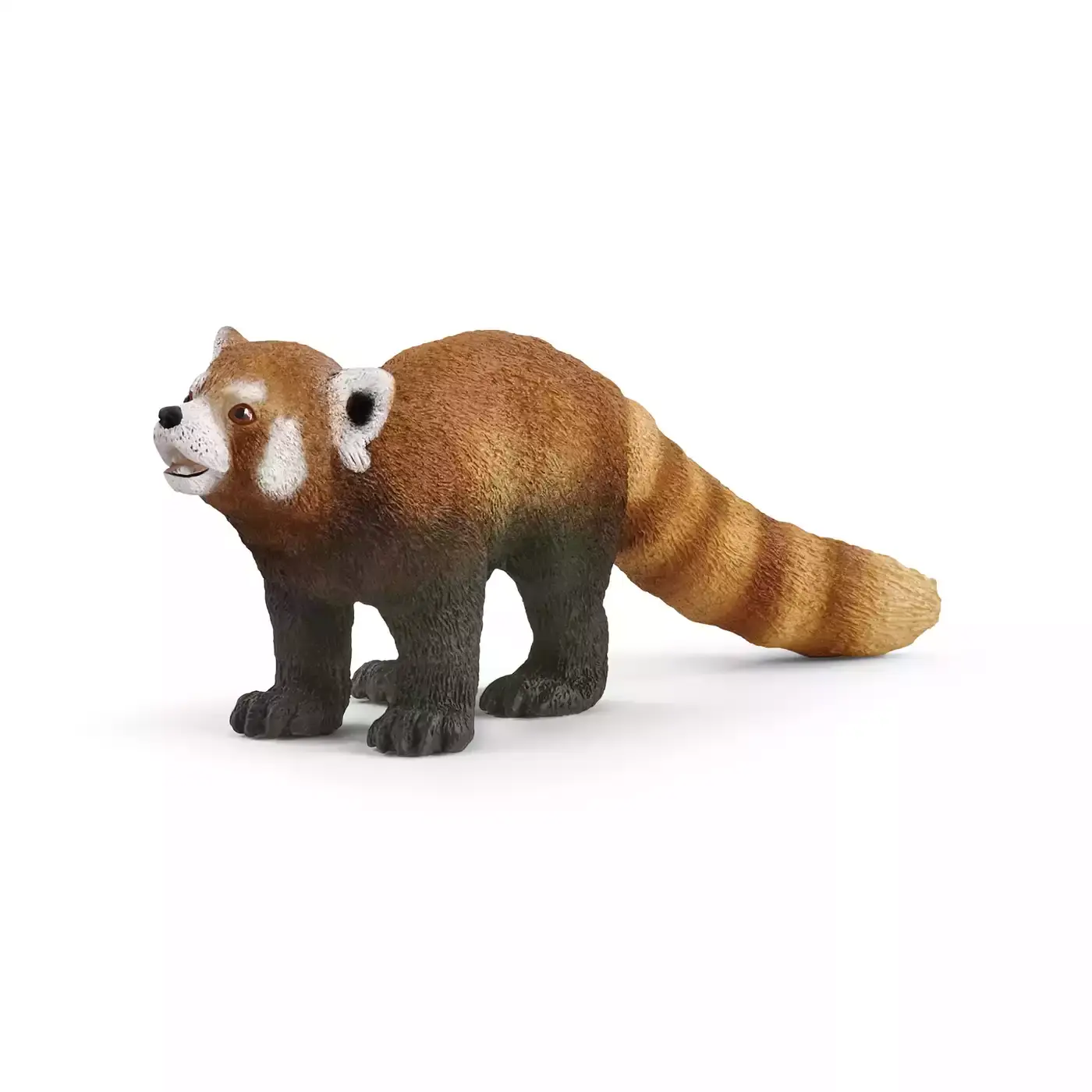 Roter Panda - Jamouz