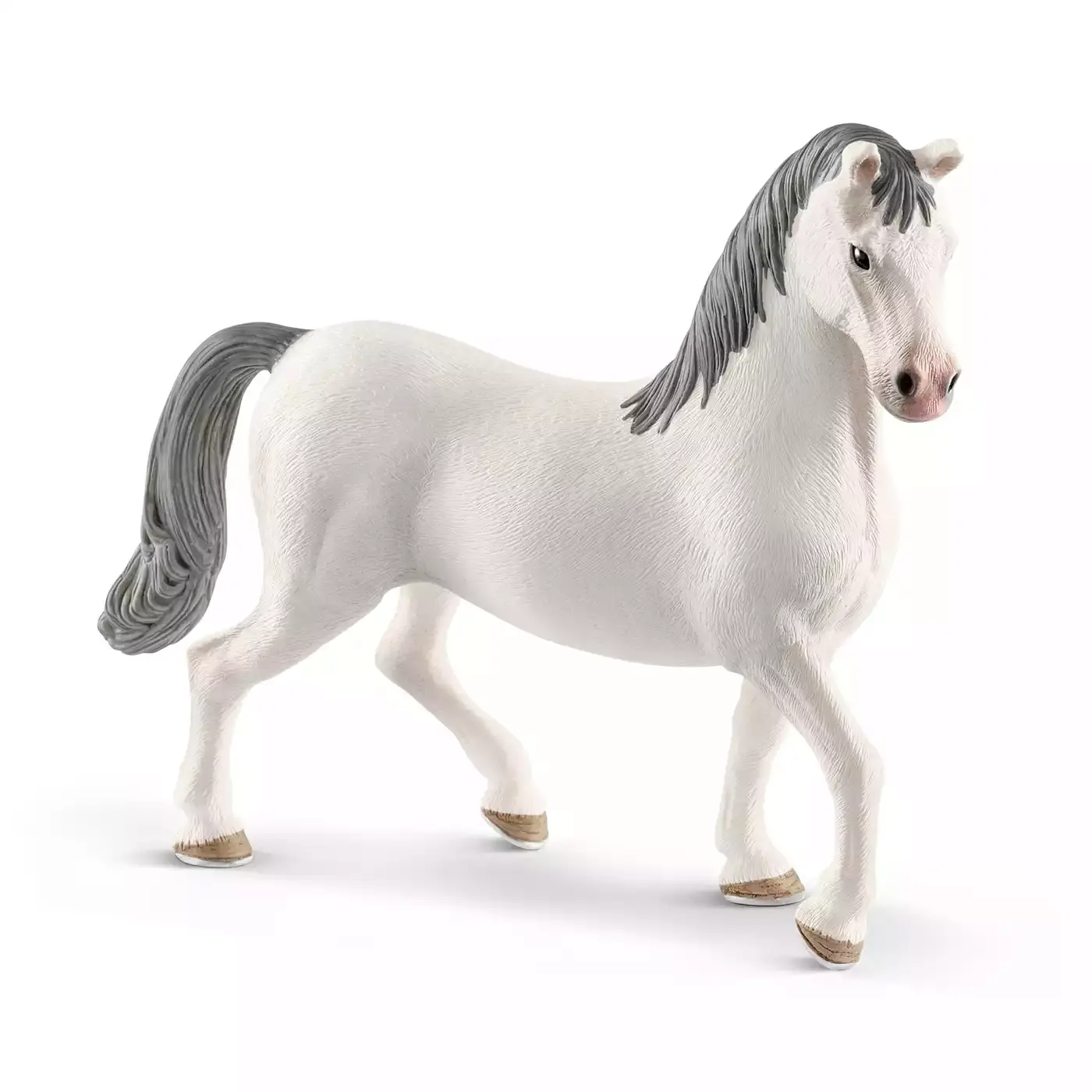 Lipizzaner Hengst - Jamouz