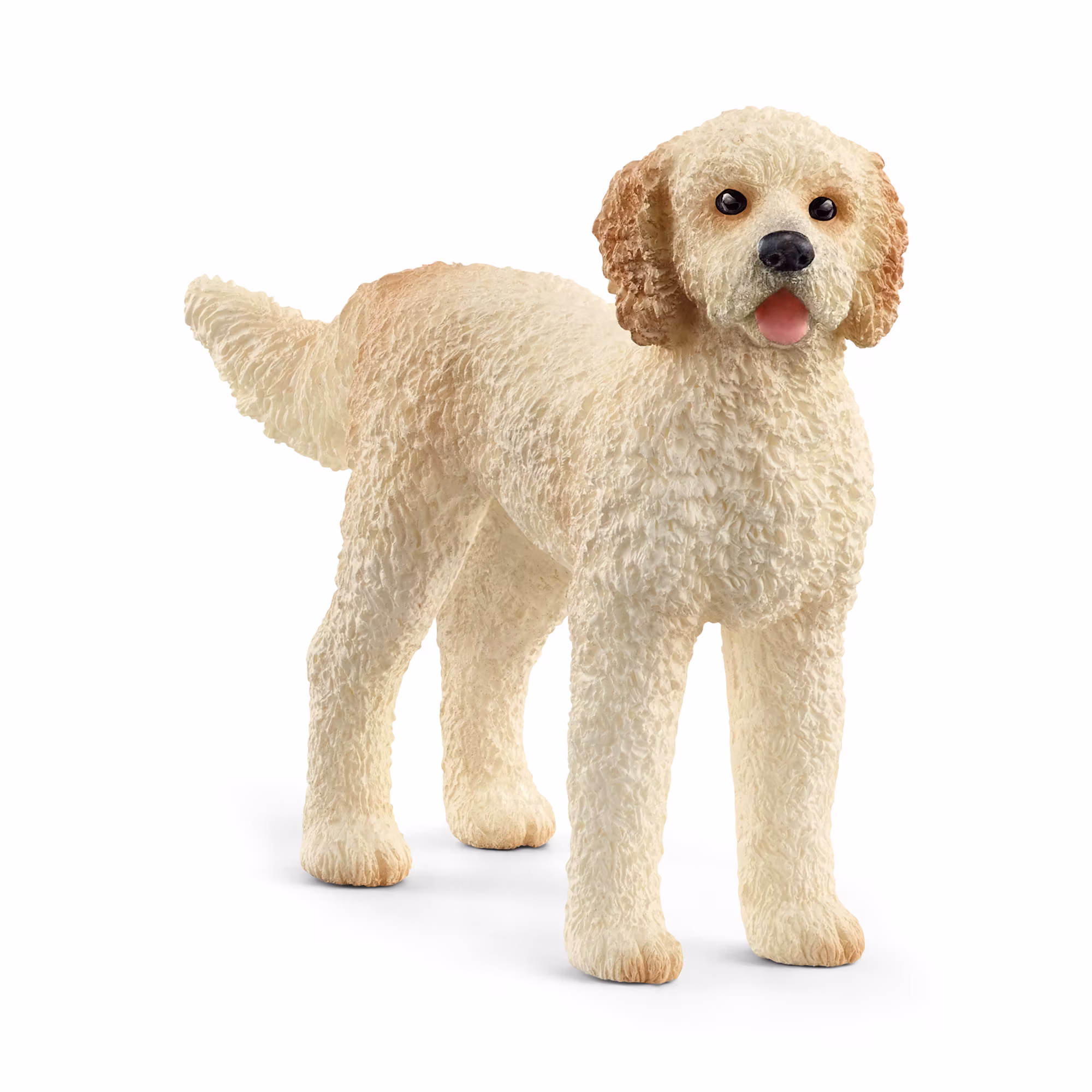 Goldendoodle - Jamouz