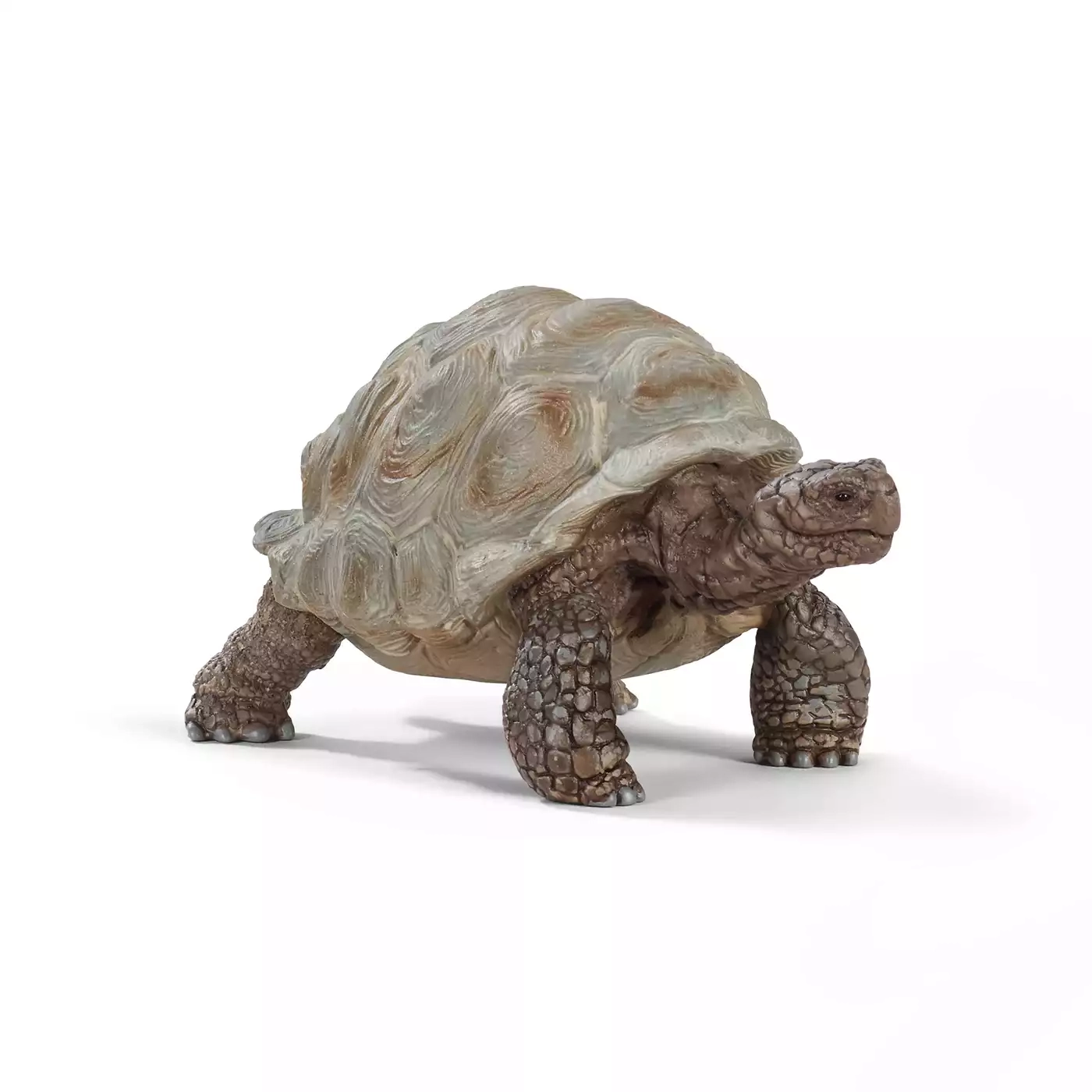Riesenschildkröte - Jamouz
