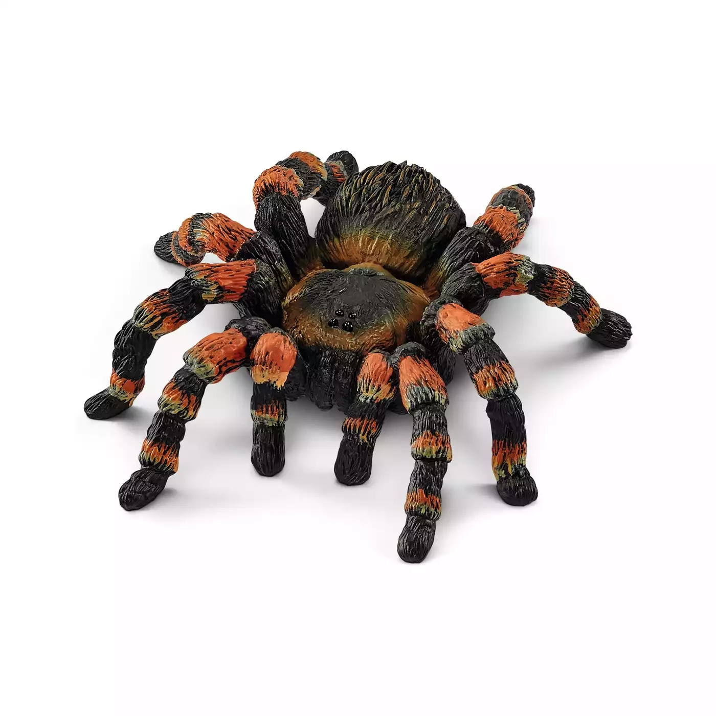 Vogelspinne - Jamouz