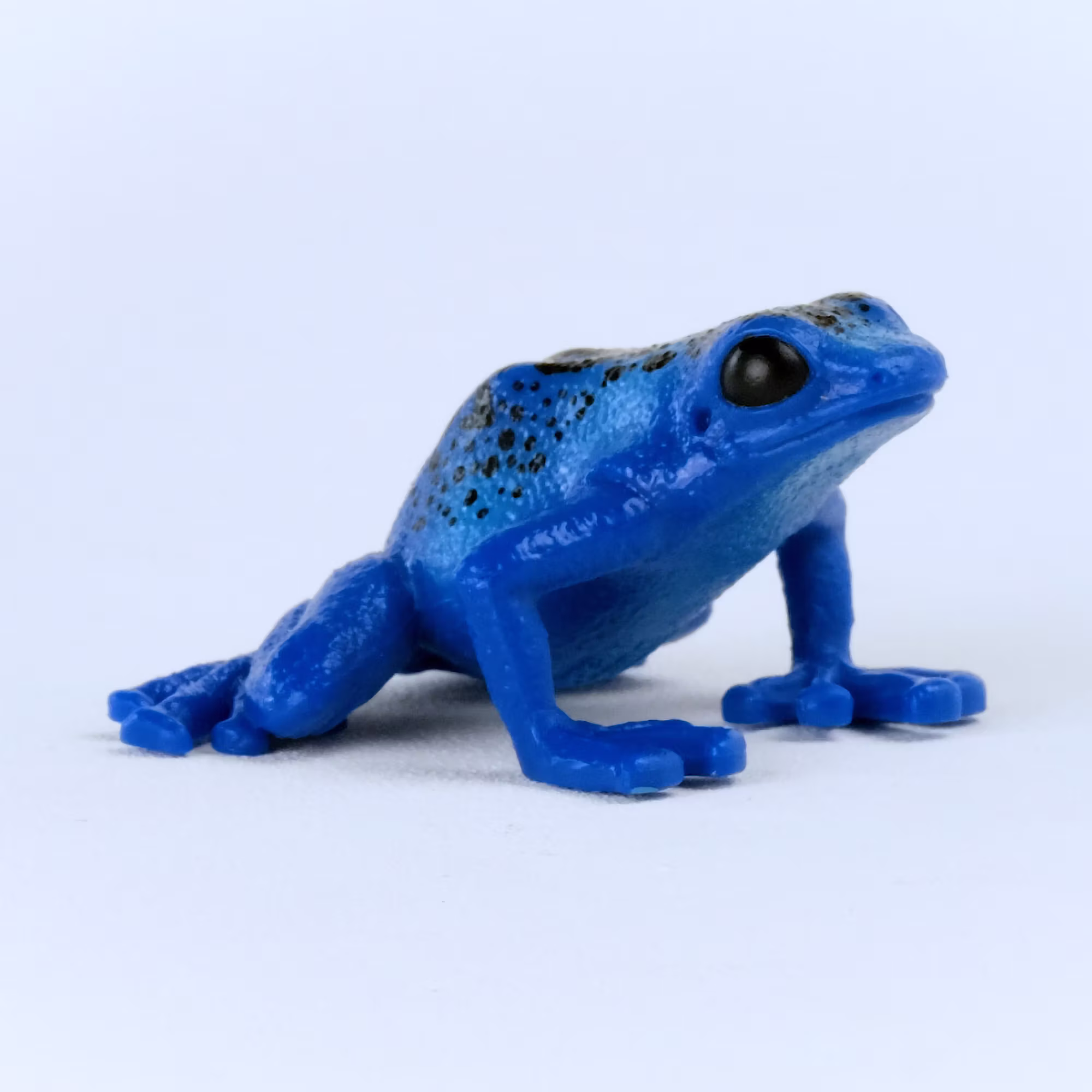 Blauer Pfeilgiftfrosch - Jamouz
