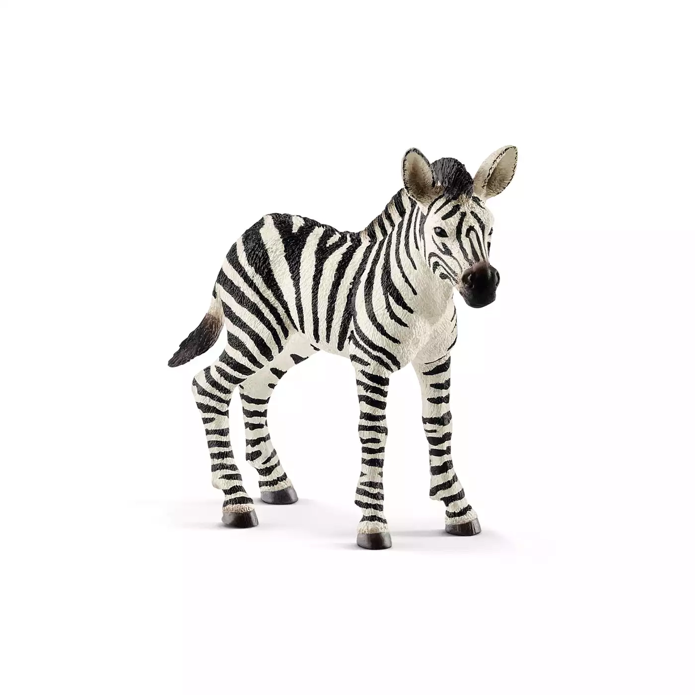 Zebra Fohlen - Jamouz